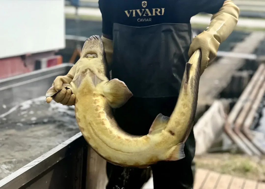 Vivari Caviar su Gambero Rosso, il caviale italiano che nasce a Calvisano
